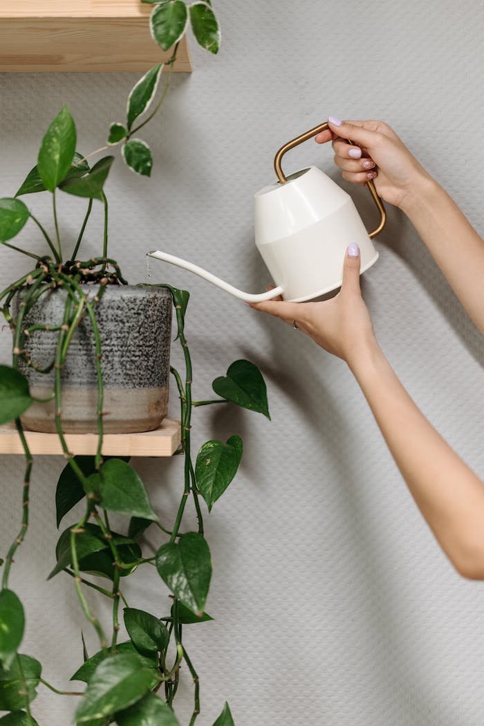 Close-up of hands watering a houseplant with a stylish white watering can on a wooden shelf.
