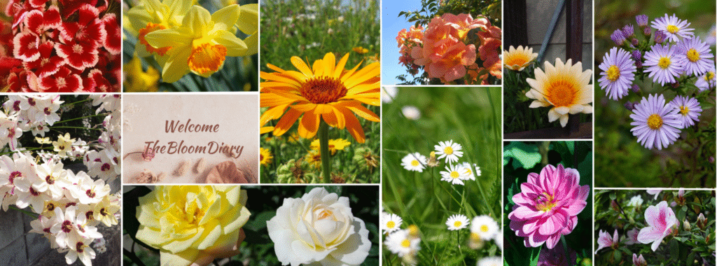 About us - The Bloom Diary | Flower Gardening & Plant Care