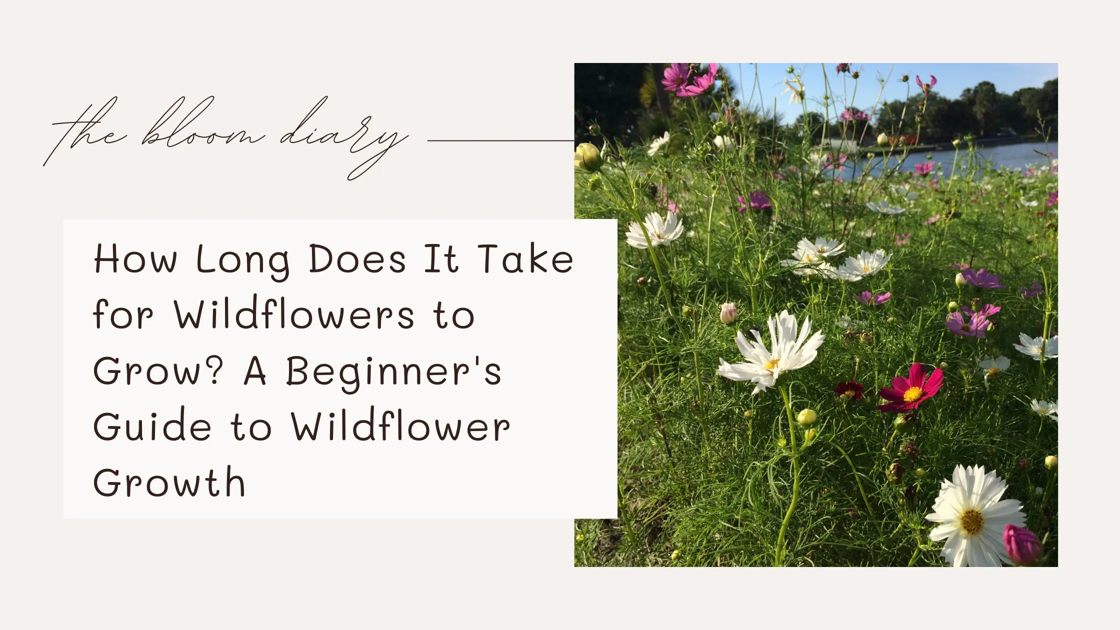 How long does it take for wildflowers to grow