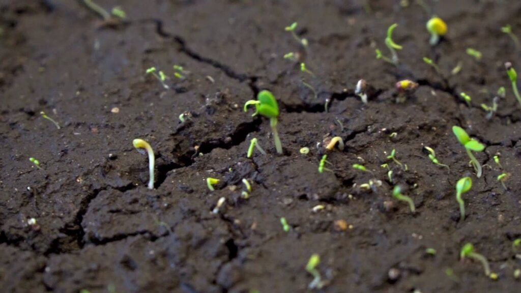 How fast do wildflowers grow