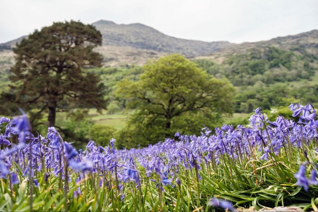When to Plant Wildflower Seeds