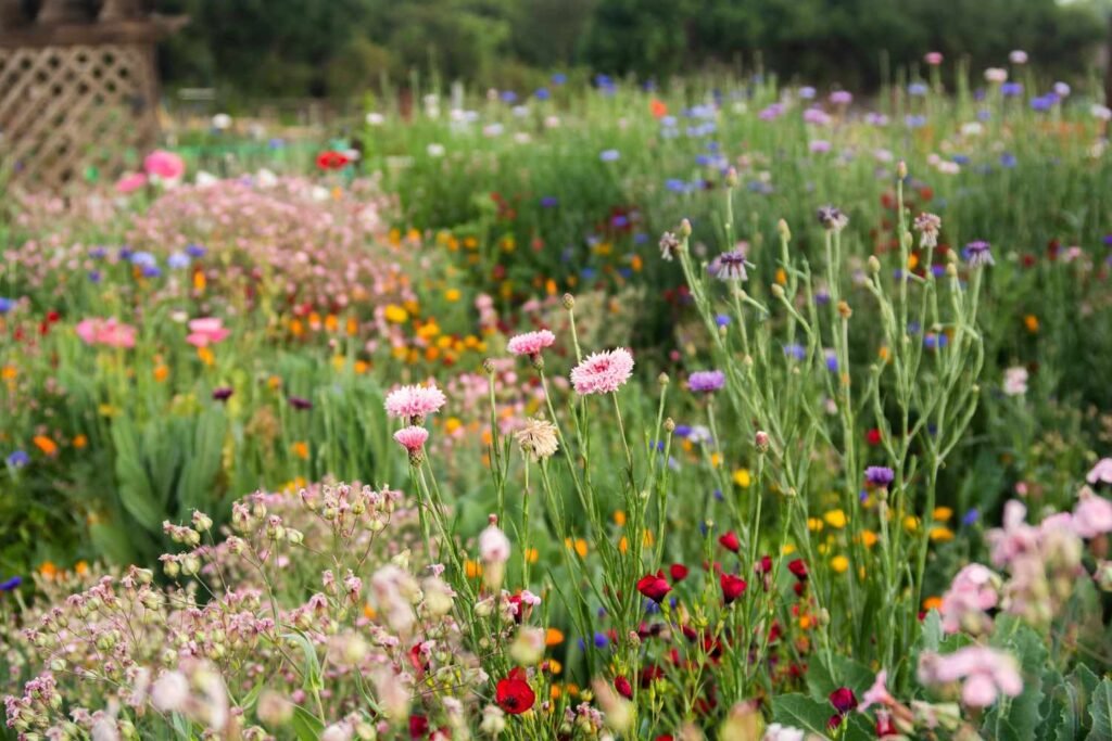 Where Can You Plant Wildflower Seeds