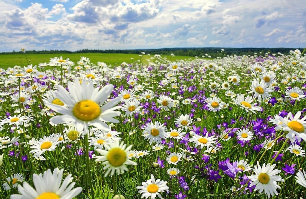 Do wildflowers bloom all summer