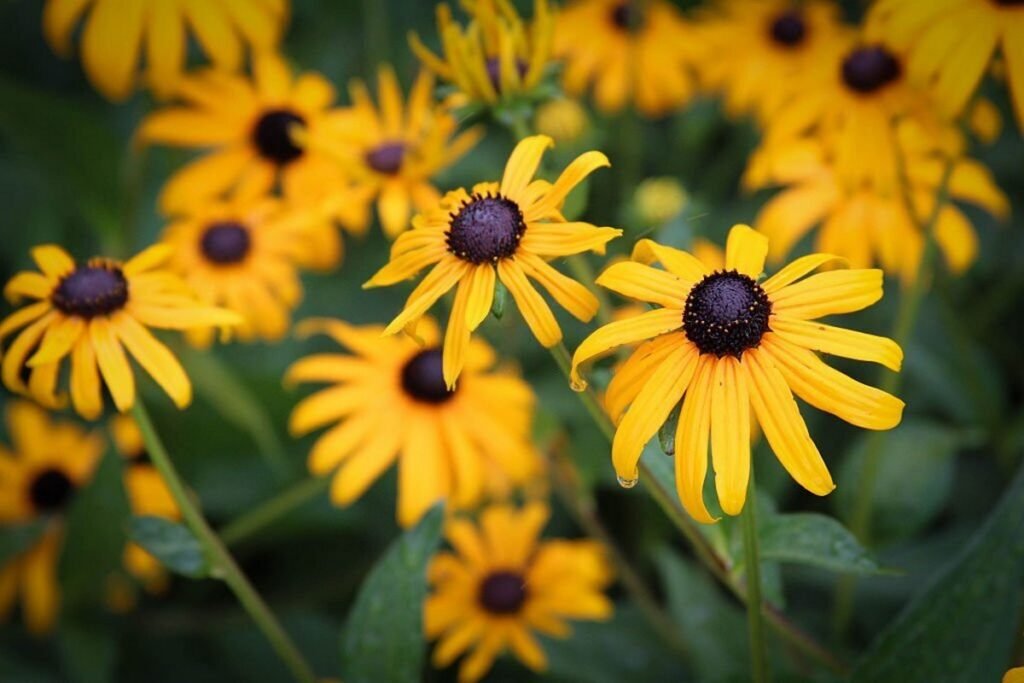 Black-Eyed Susan