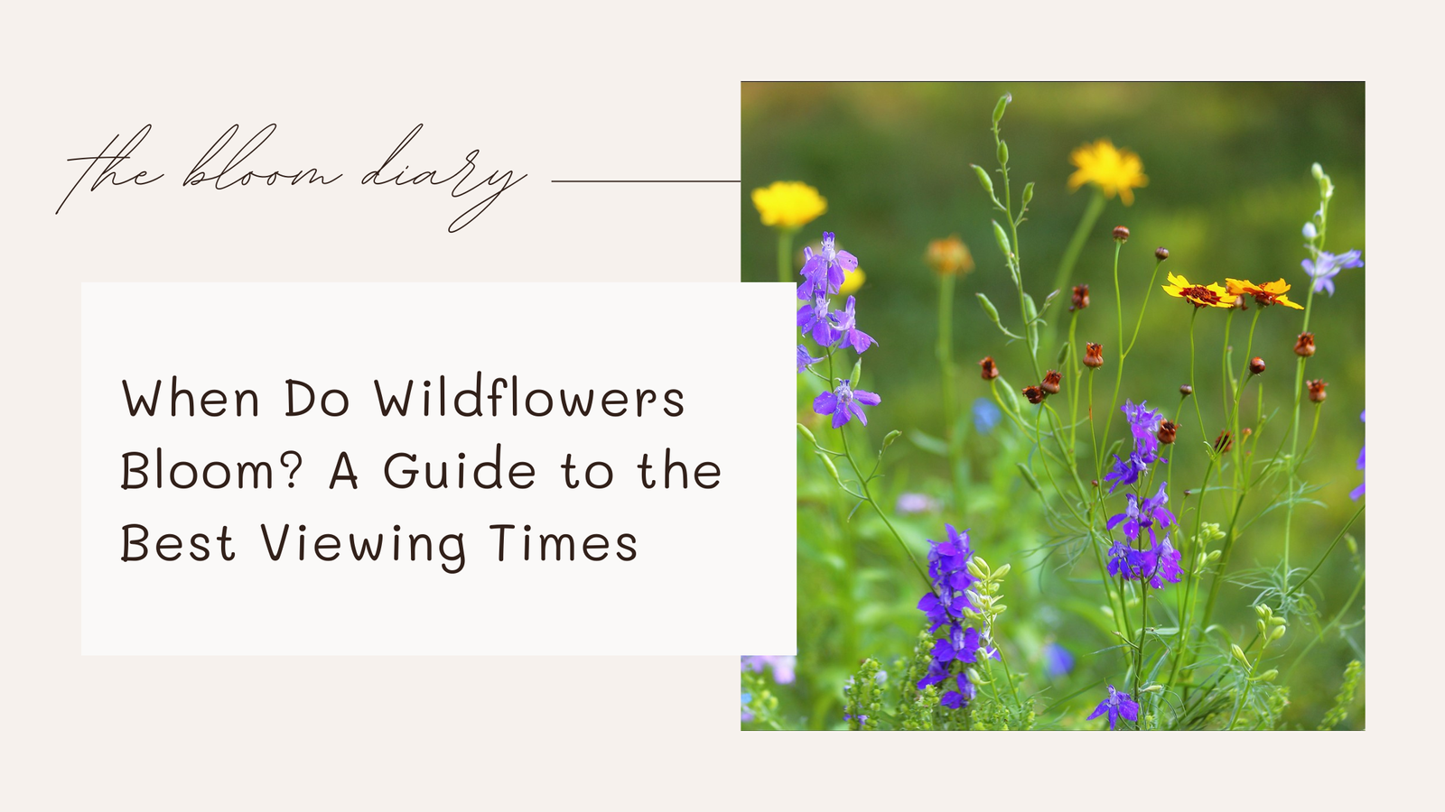 When Do Wildflowers Bloom? A Guide to the Best Viewing Times