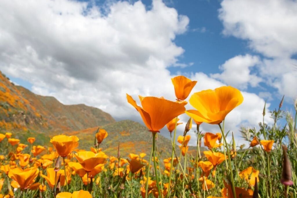 Wild flowers blooming
