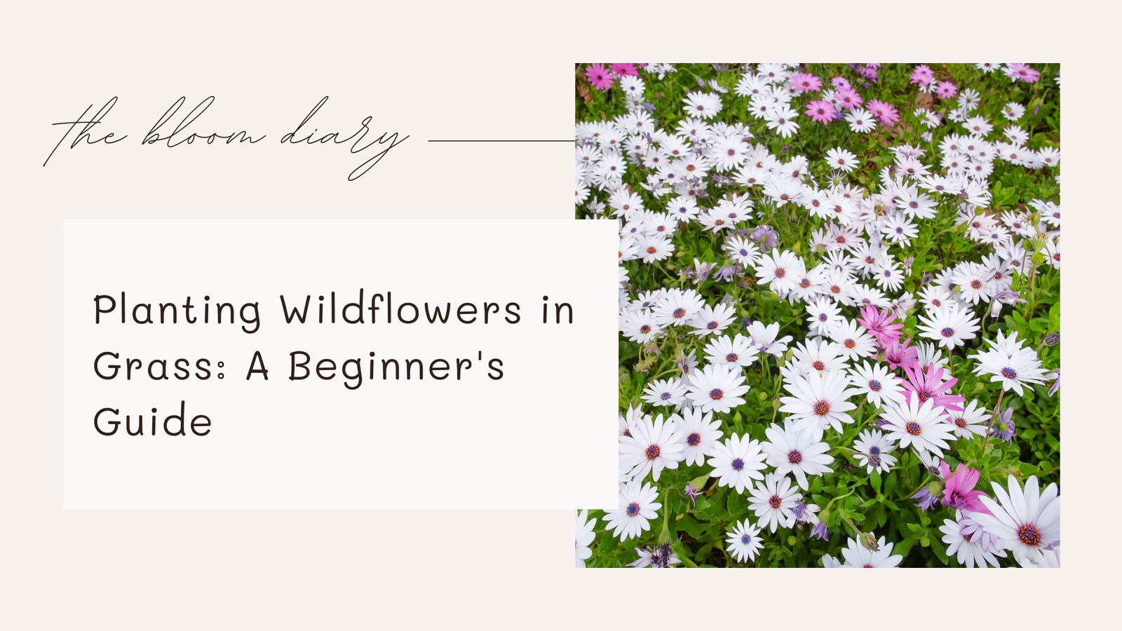 How to plant wildflowers in grass