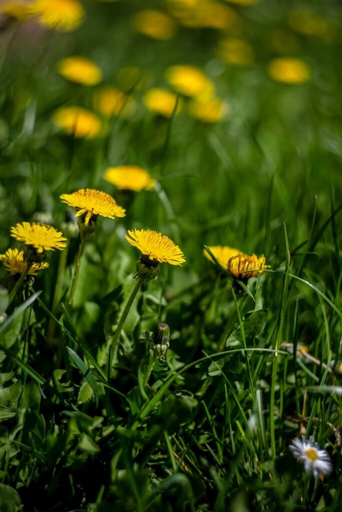 How to plant wildflower seeds in grass