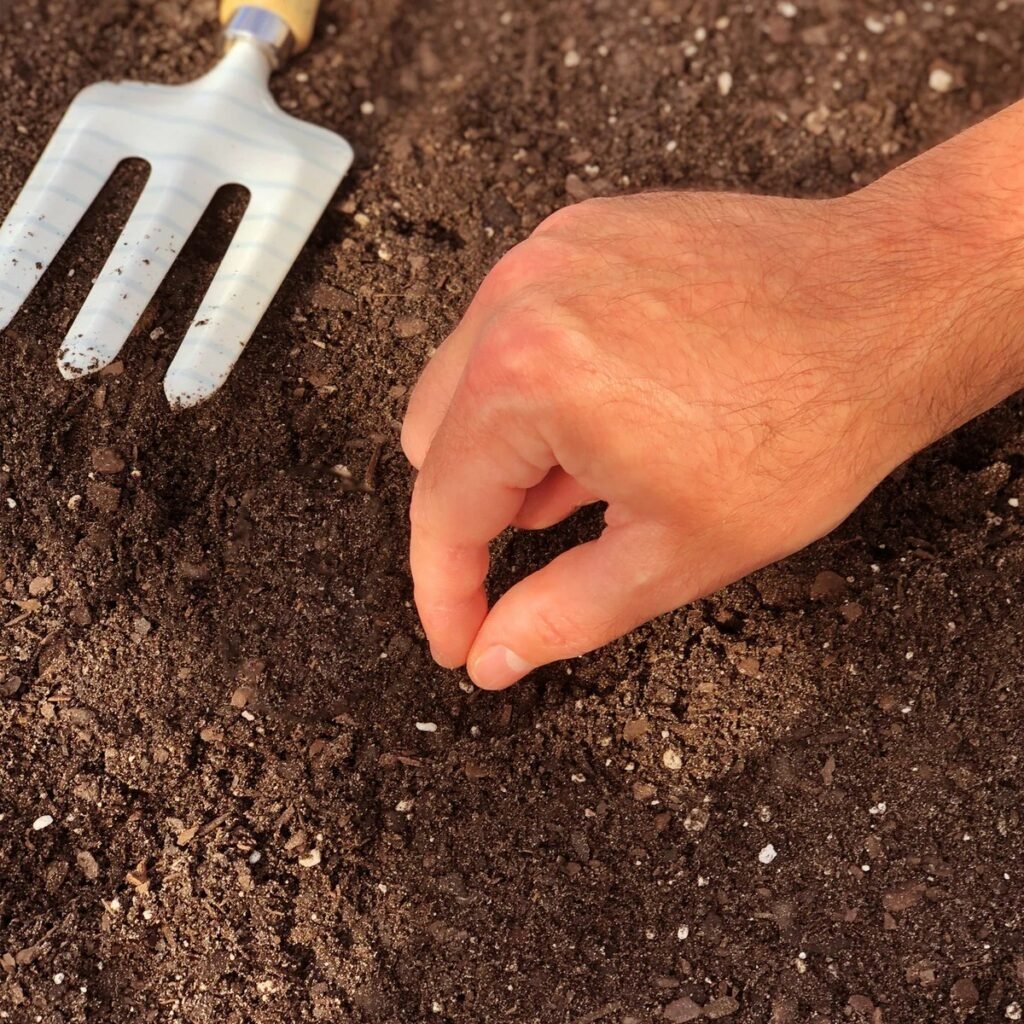 Spread the seeds evenly when planting the wildflowers in grass
