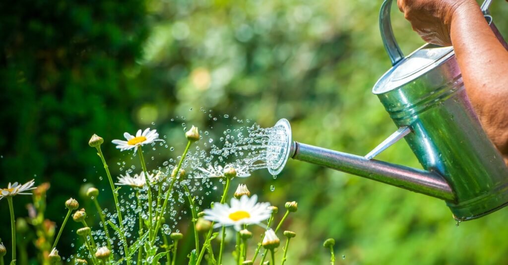 Watering the wildflowers regularly
