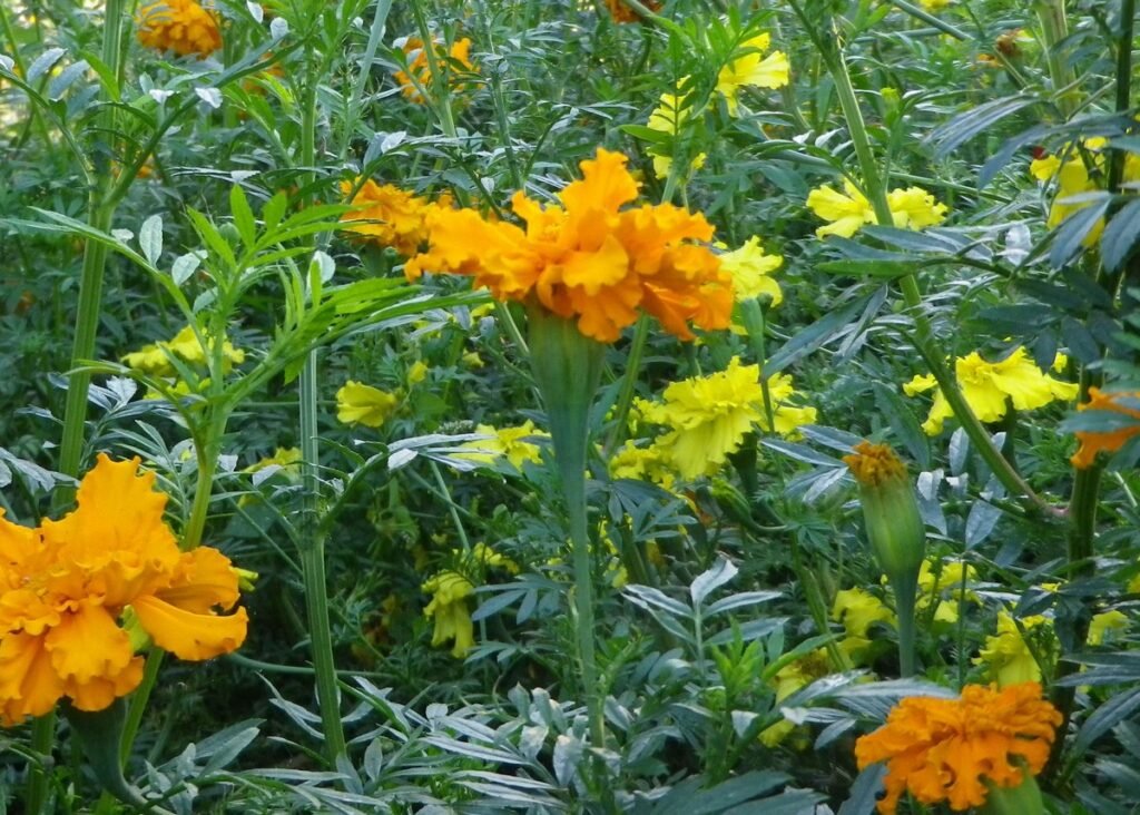African Marigold 'Crackerjack'