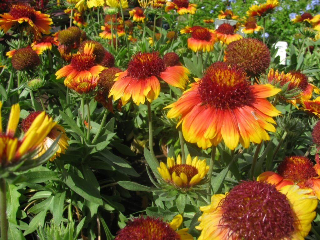 All About Full Sun for Wildflowers