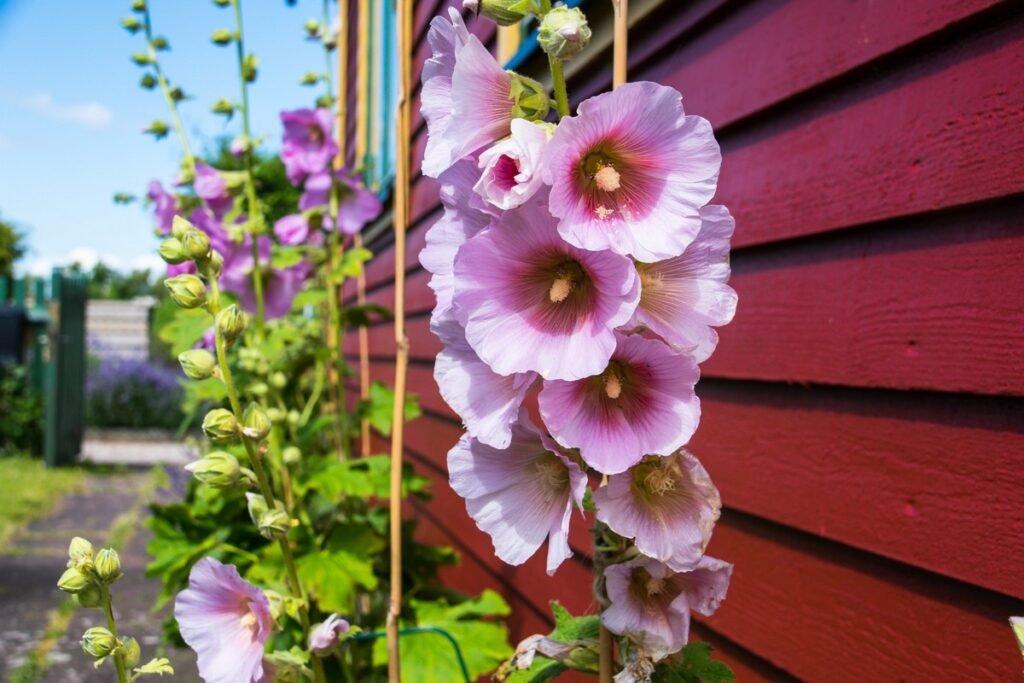 Are Biennial Wildflowers
