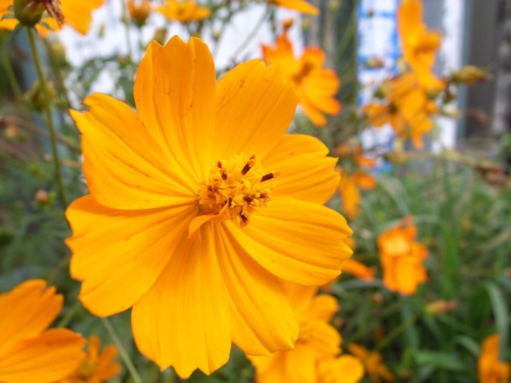 Are Wildflowers Perennials