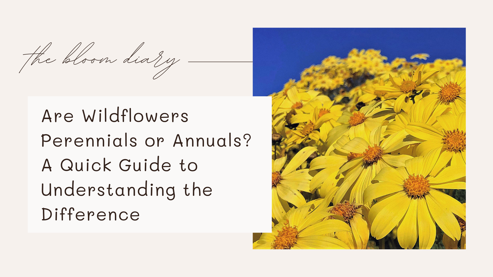 Are wildflowers perennials or annuals