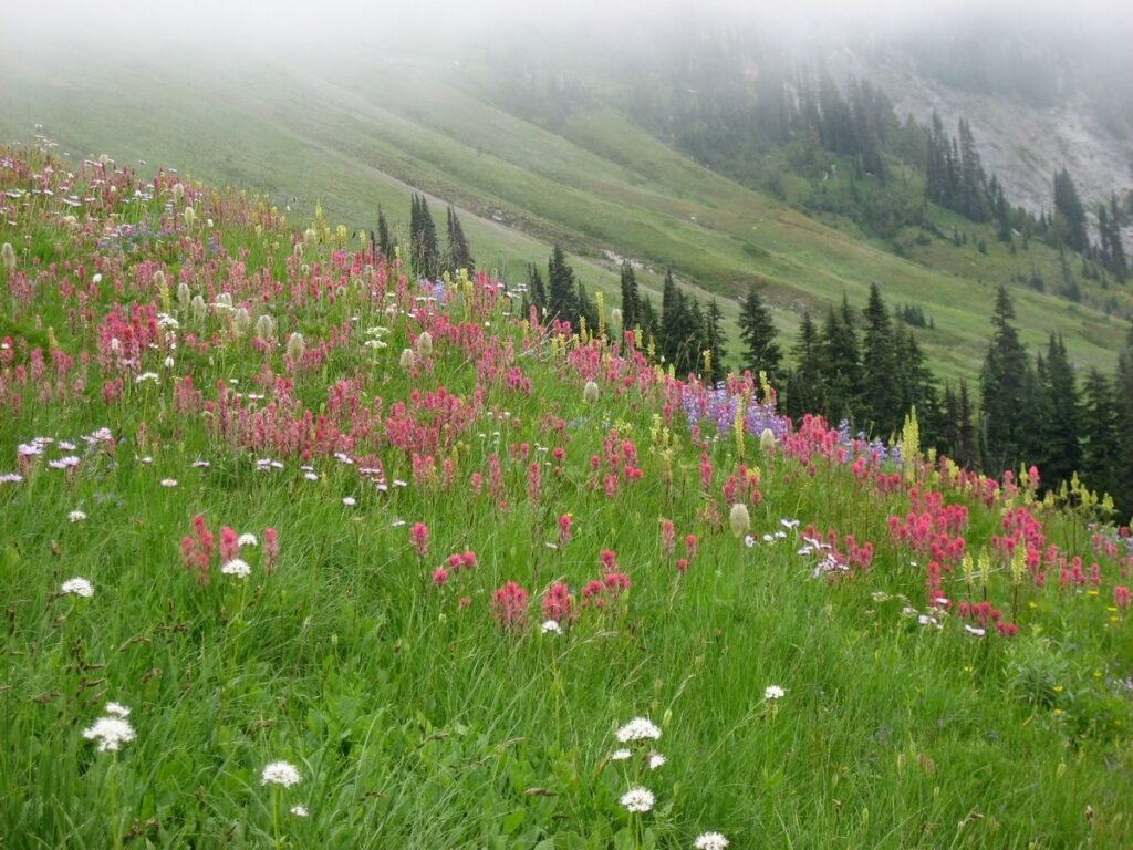 Are wildflowers perennial