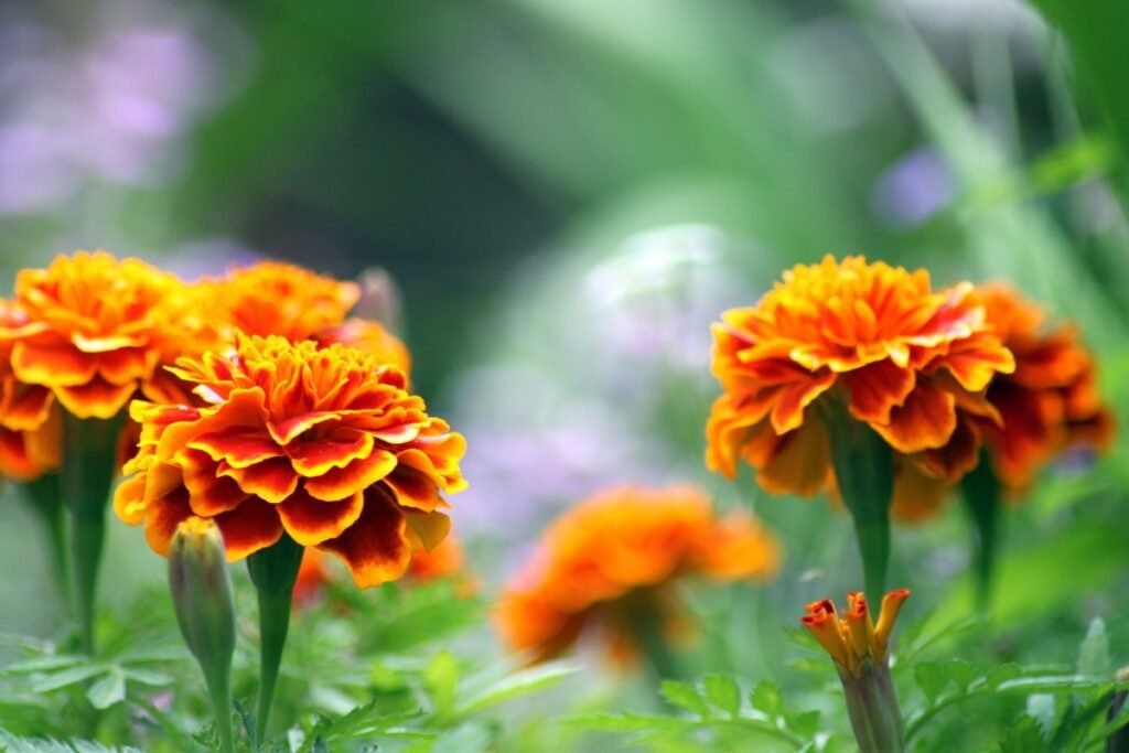 Are wildflowers perennials or annuals