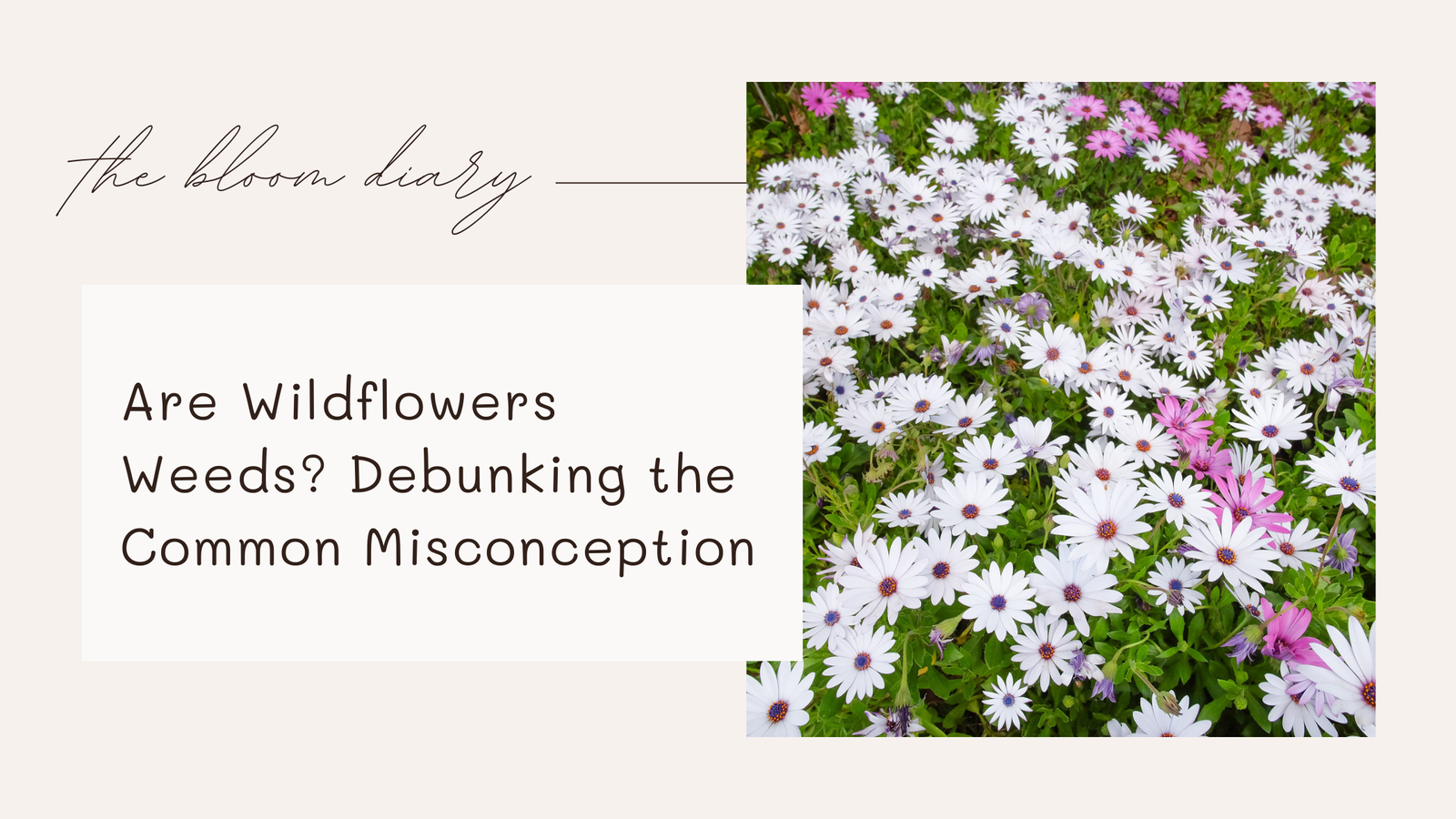 Are wildflowers weeds