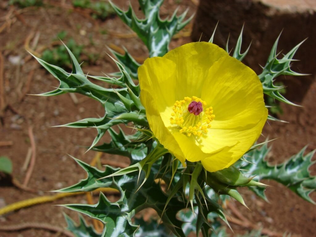 Argemone flower