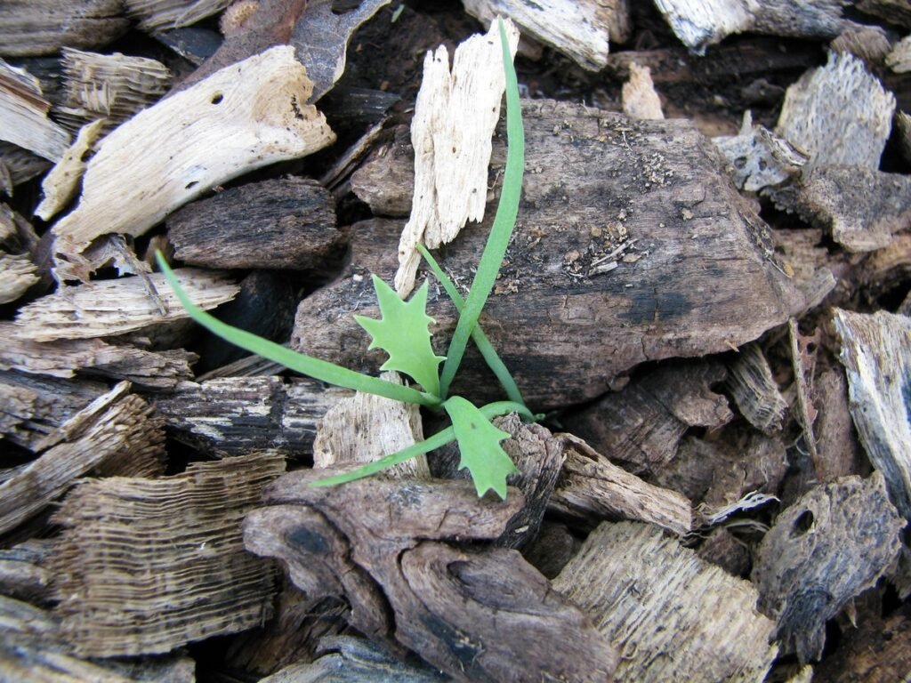 Argemone seedlings