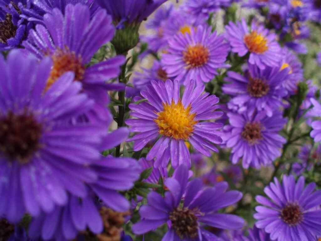 Aster flower