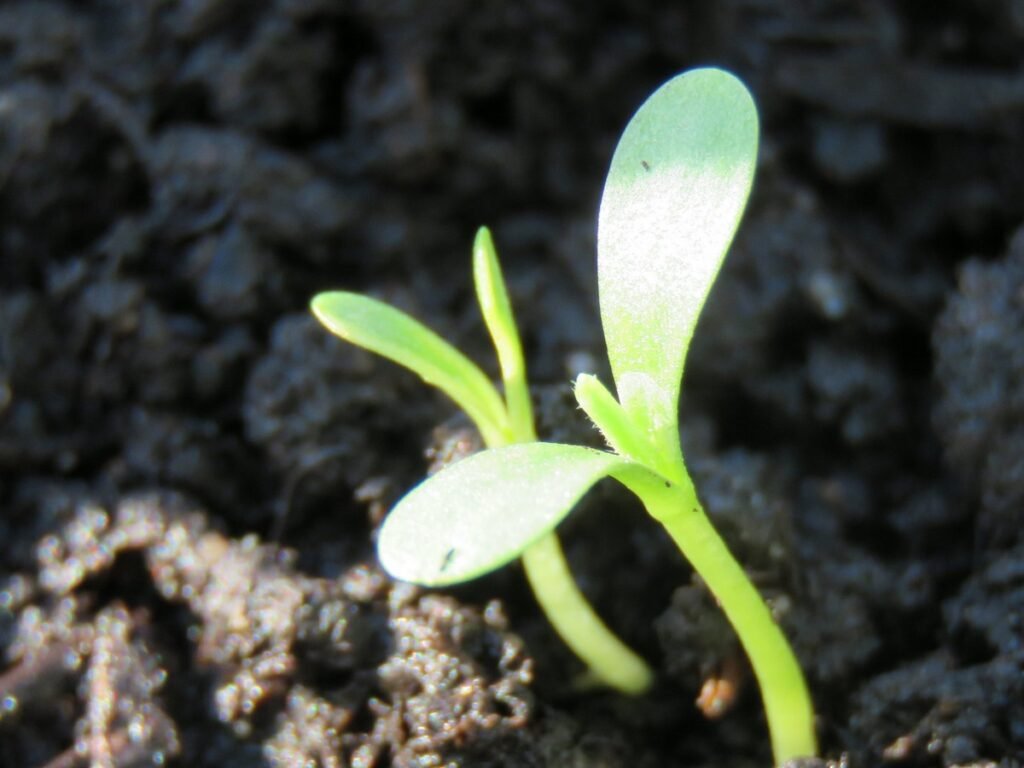 Aster seedlings