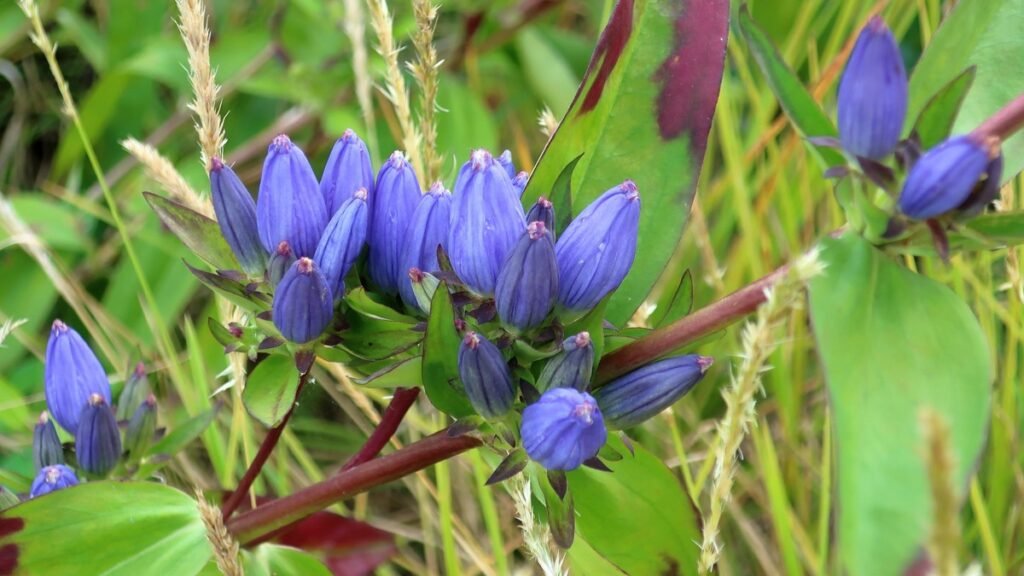 autumn wildflowers Bottle Gentian
