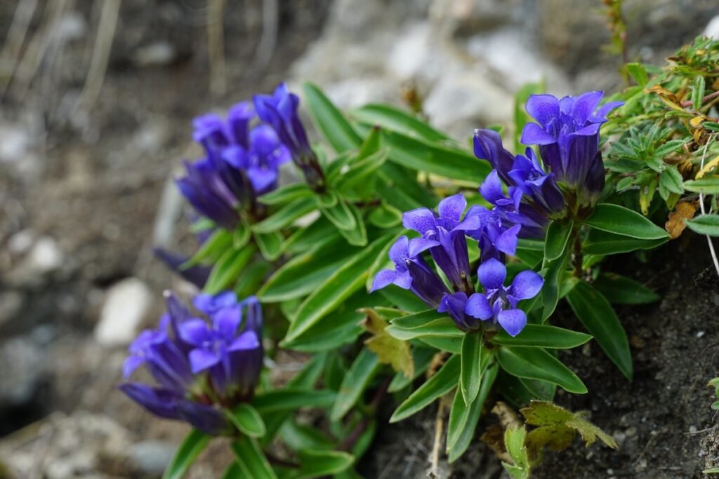 autumn wildflowers Gentian