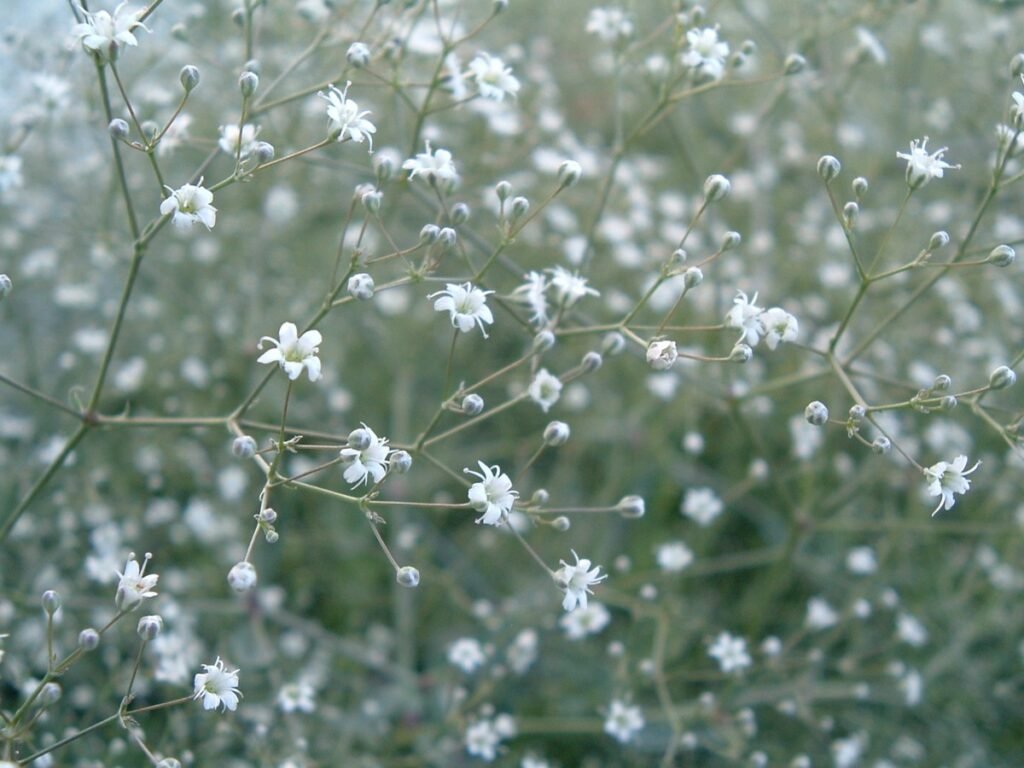 Baby's Breath