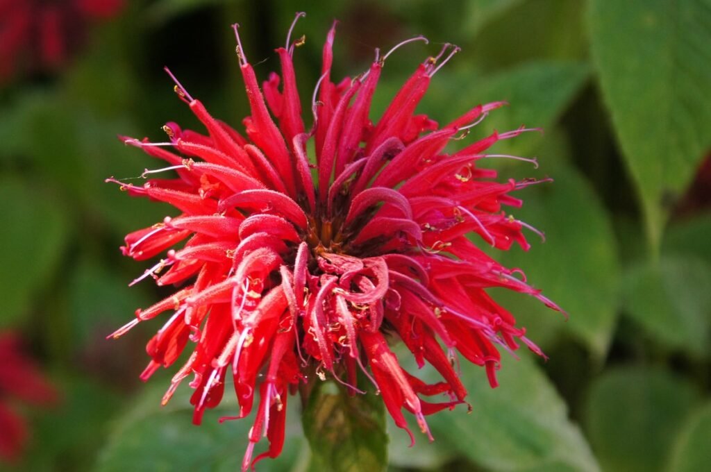 Bee Balm flower
