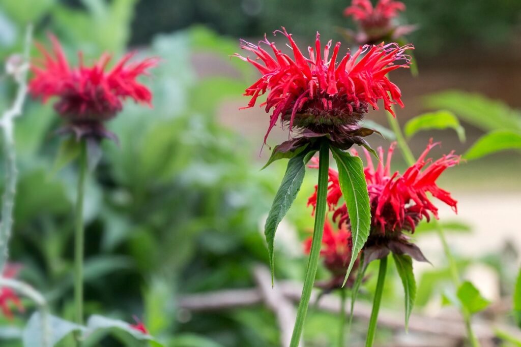 Bee Balm meaning