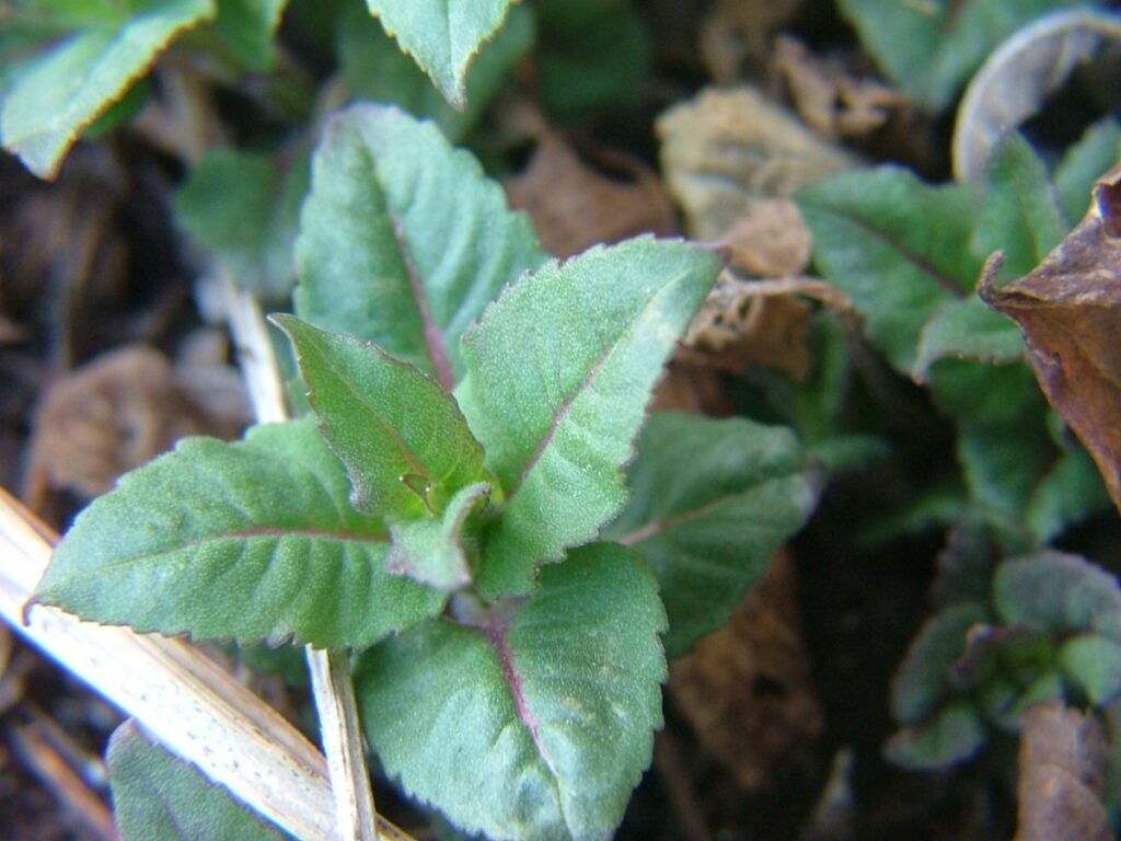 Bee Balm seedlings