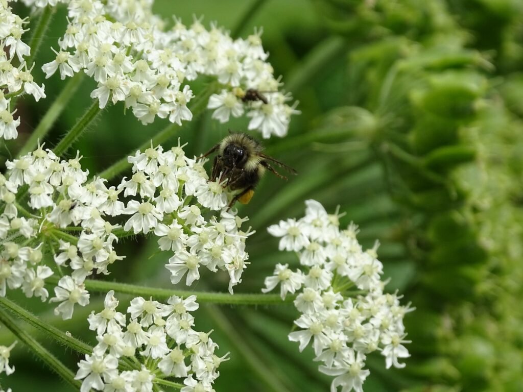 Benefits of Wildflowers