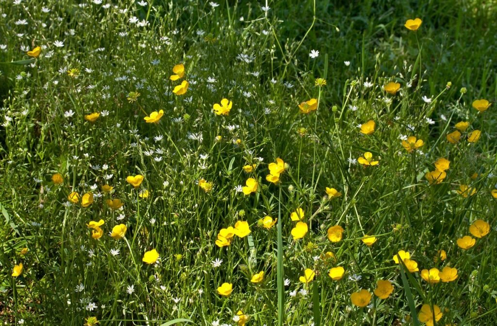 The best time to plant perennial wildflowers