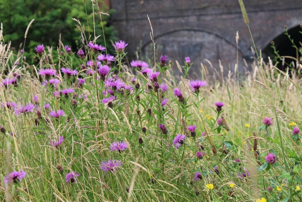 The best time to plant a mini meadow of perennial wildflowers