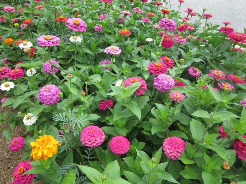 Best Type of Wildflower to Plant annual or perennial wildflowers