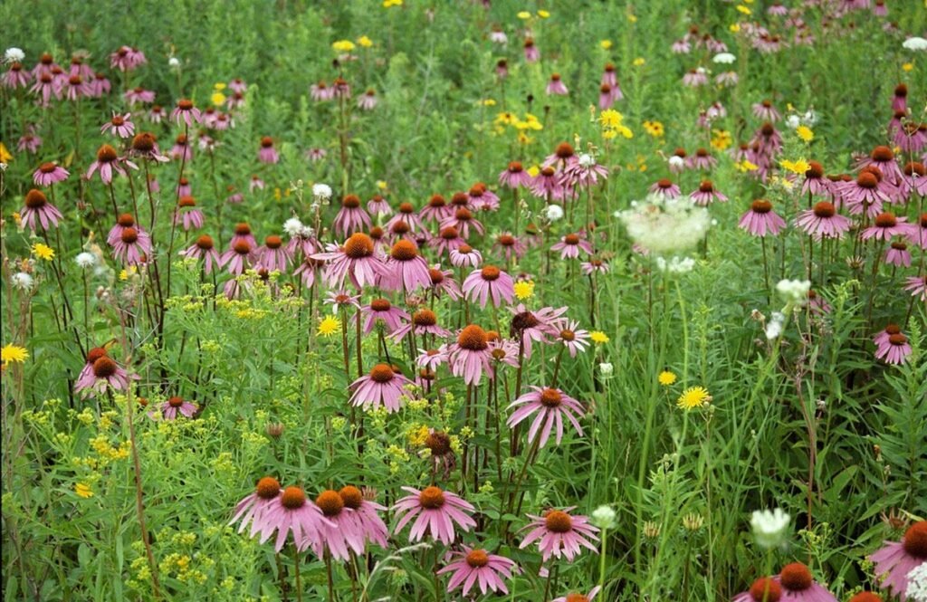 Choose wildflower mixes