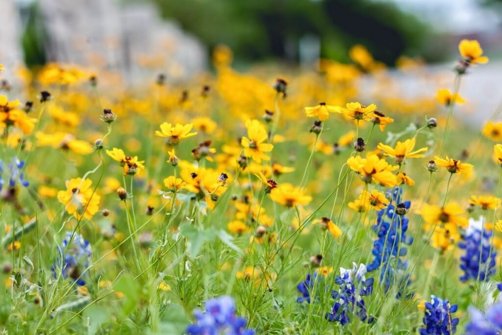 Wildflowers vs. weeds: how to tell the difference