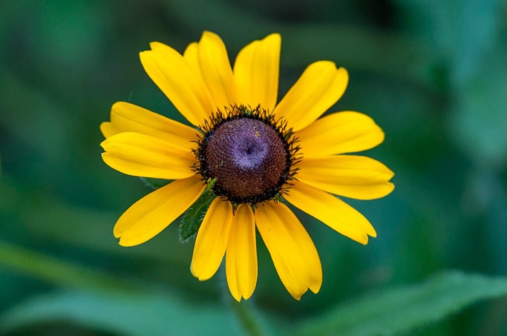 Black-eyed Susan flower