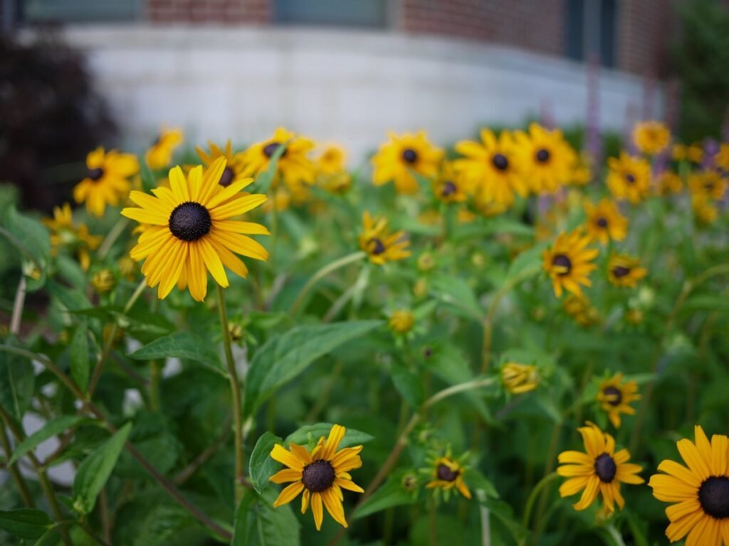 Black-eyed Susan meaning