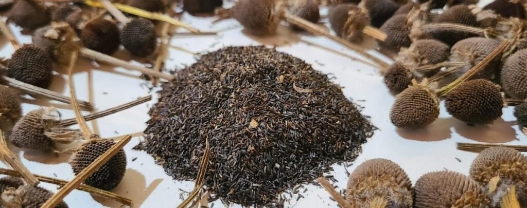 Black-eyed Susan seeds