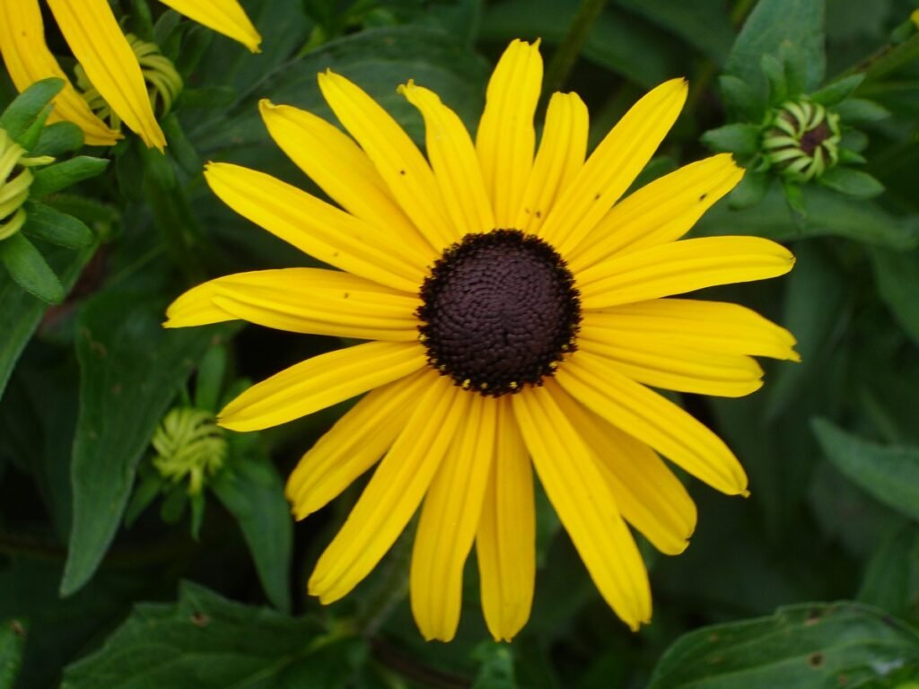 Black-eyed Susan