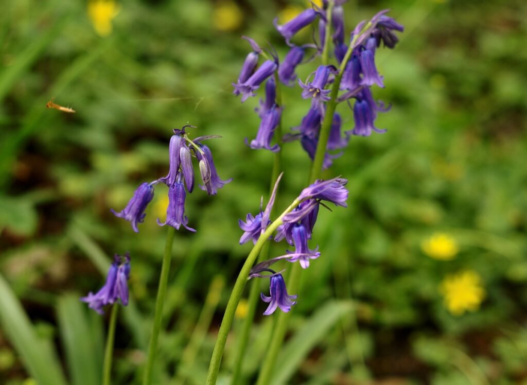 Bluebells flower