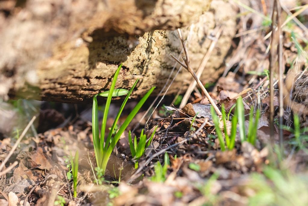 Bluebells seedlings