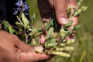 bluebonnet seed pods