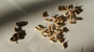 borage seeds and cornflower blue seeds