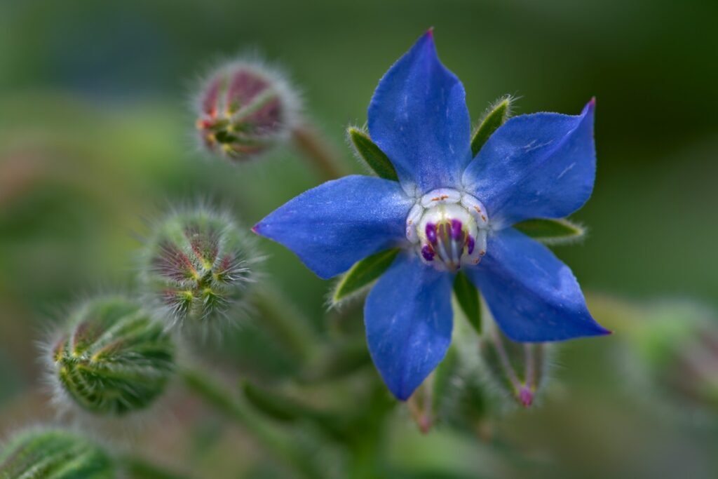 Borage