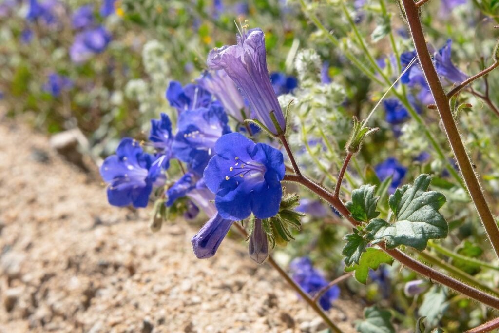 California bluebell flower