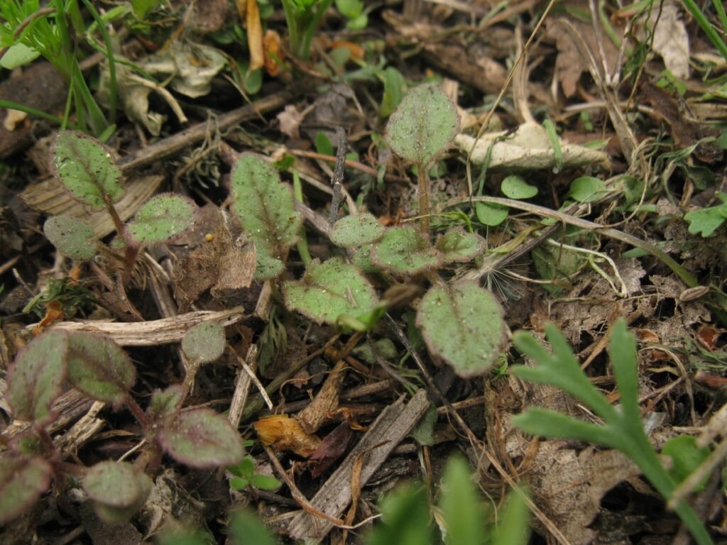 California bluebell seedlings