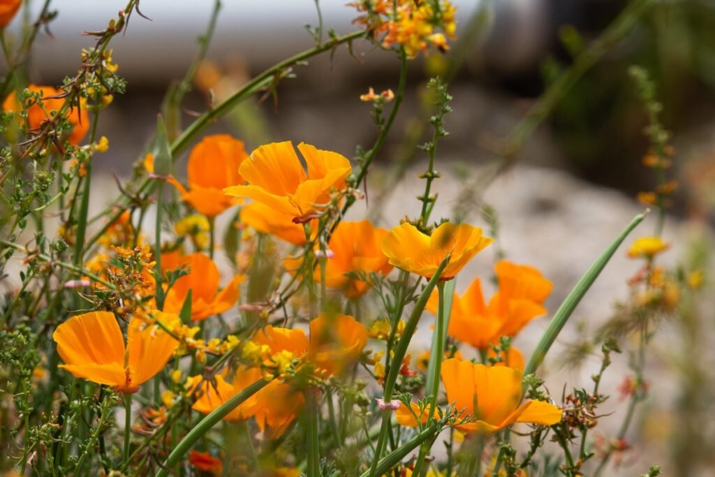 California Poppy meaning
